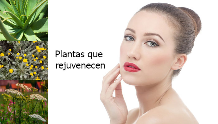 Plantas que rejuvenecen