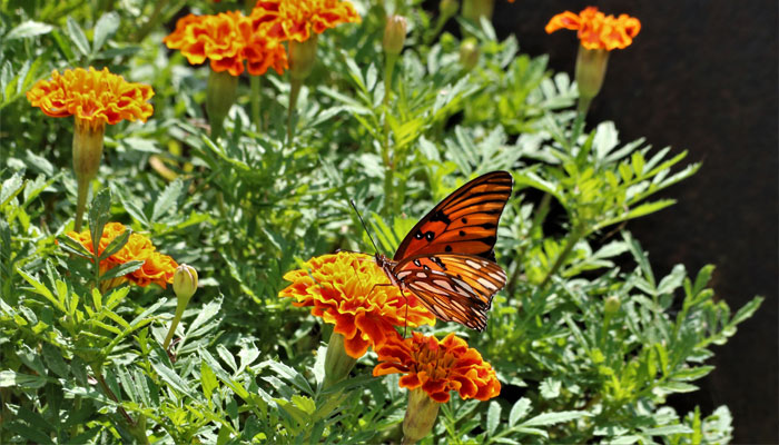 Plantas repelentes de hormigas