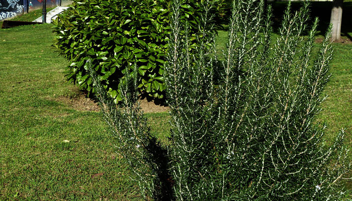 Plantas para repeler hormigas