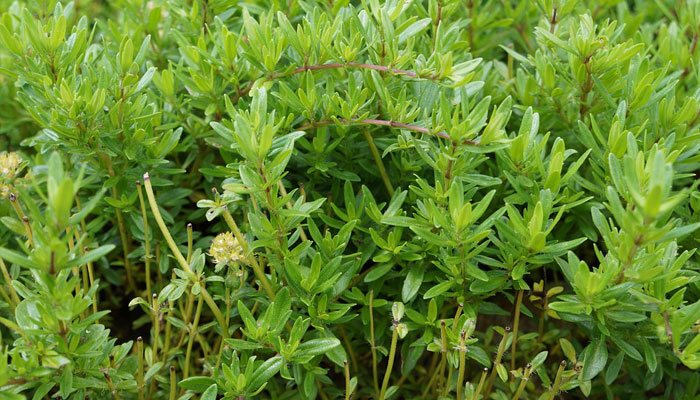 Plantas que repelen las hormigas