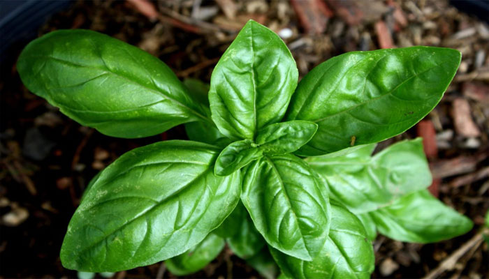 Plantas que repelen zancudos