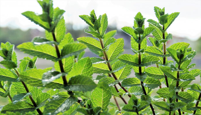 planta para repeler insectos