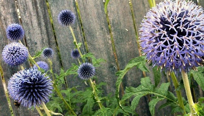 Plantas Que Resisten El Frío