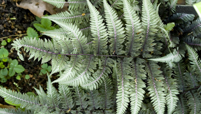 Plantas Que Resisten El Frío