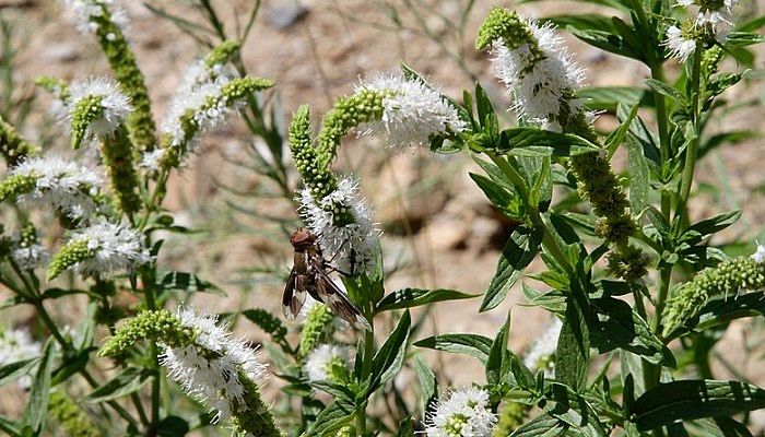 Plantas Que Resisten El Frío