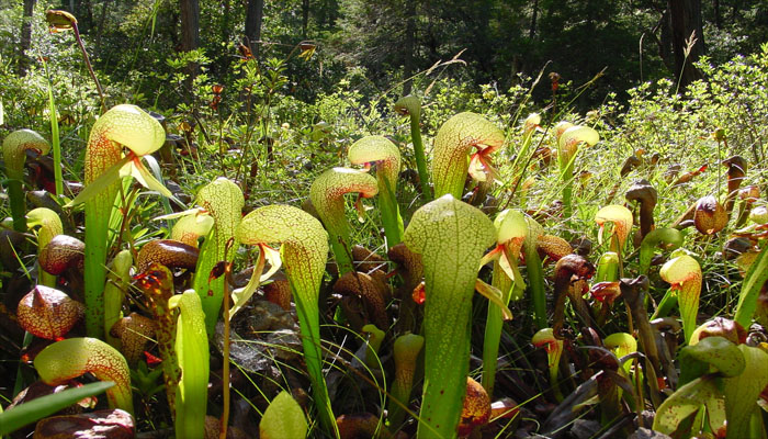 planta carnivora que se mueve