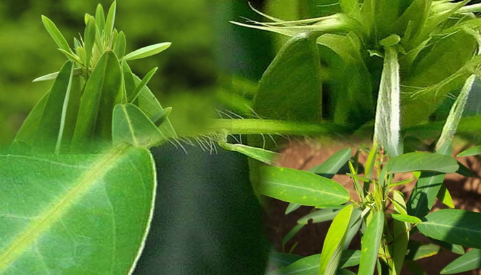 plantas que se mueven por tactismo