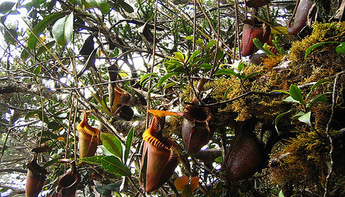 planta atrapa moscas que se mueve