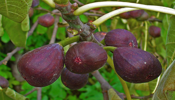 Planta que se reproduce por esqueje