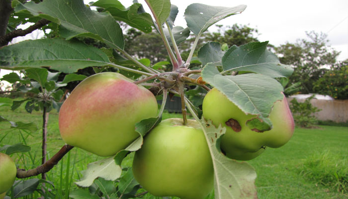 Malus pumila (Manzana)