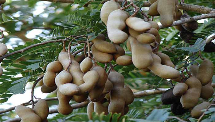 plantas que se reproducen por semillas