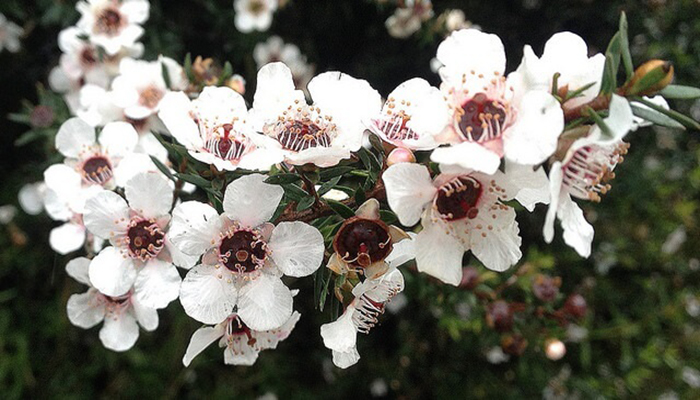 Flor de manuka