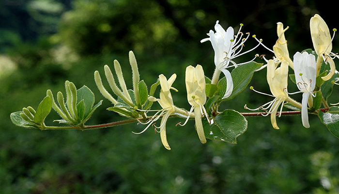 Lonicera Japonica Caprifoliaceae