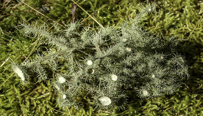 Liquen del género Usnea creciendo sobre musgo