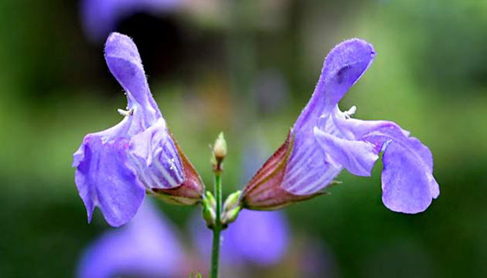 Salvia officinalis Lamiaceae