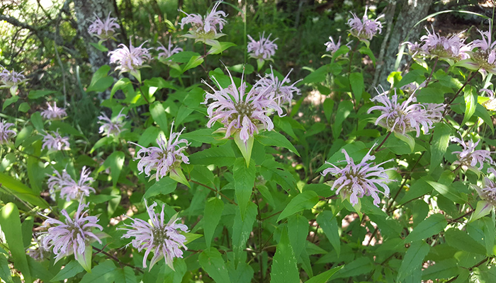 Monarda spp., Lamiaceae