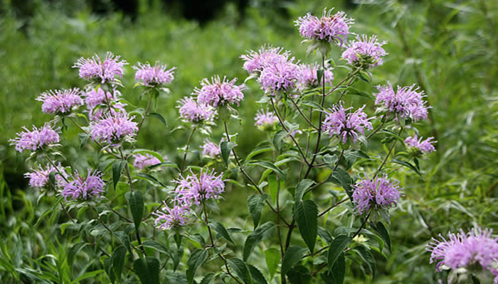 Monarda fistulosa