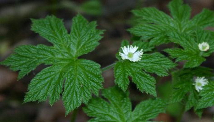 Hydrastis canadensis