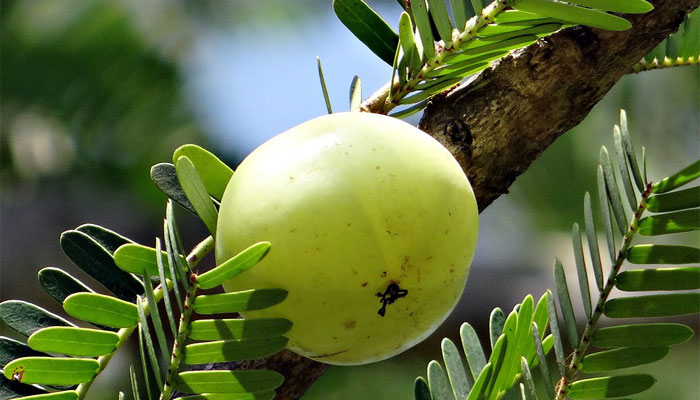 Amla