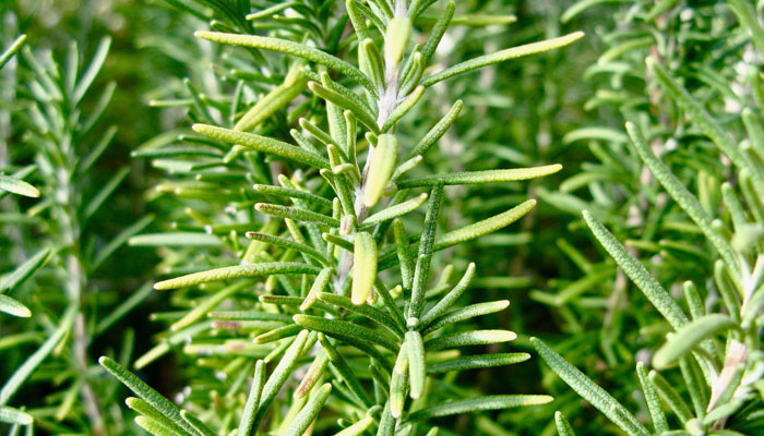 Plantas que tiñen el cabello