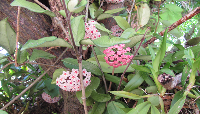 Planta que trepan con flores extrañas