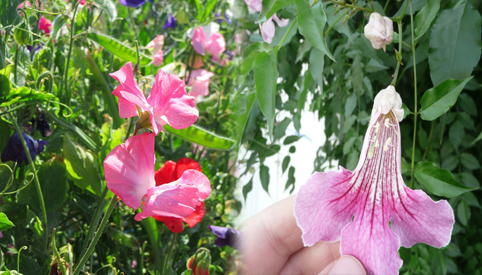 enredadera con flores hermosas