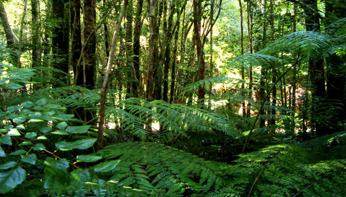 Plantas que viven en el bosque templado