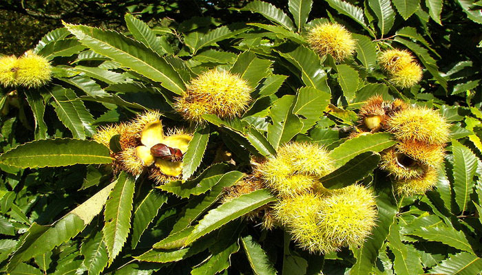 Plantas que habitan en el bosque templado