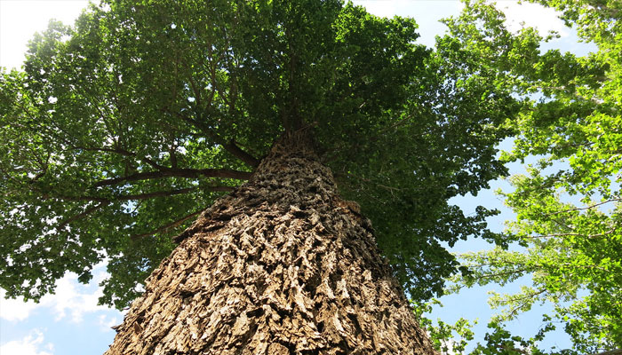 Plantas que viven en el bosque templado