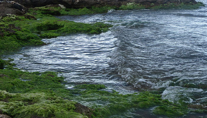 plantas que viven en el mar