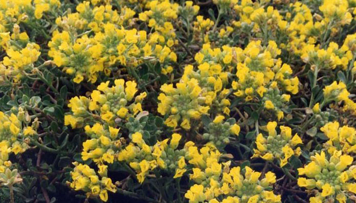 Planta con flores amarillas de playa Alyssum Arenarium