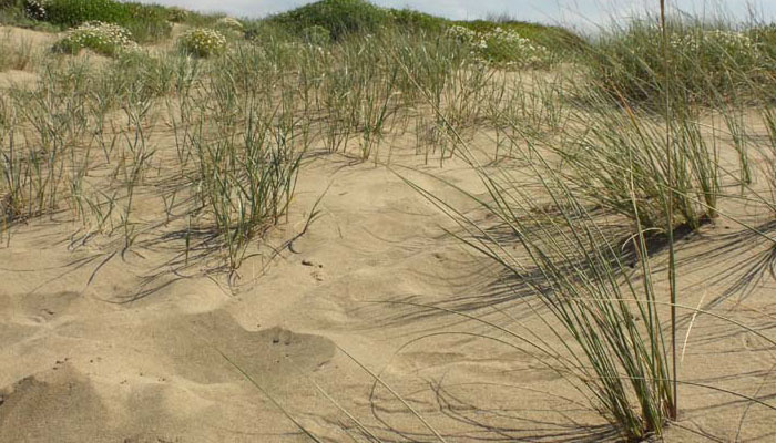 Malesa que vive en la playa