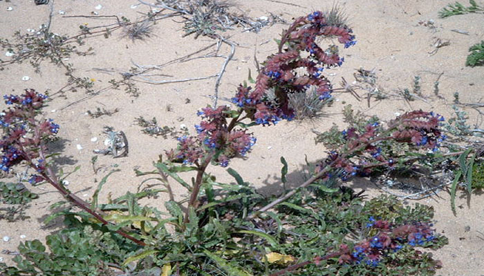 Planta con flores que se reproduce en arena de playa