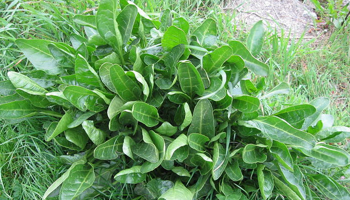 planta eredadera que nace en la playa Beta maritima