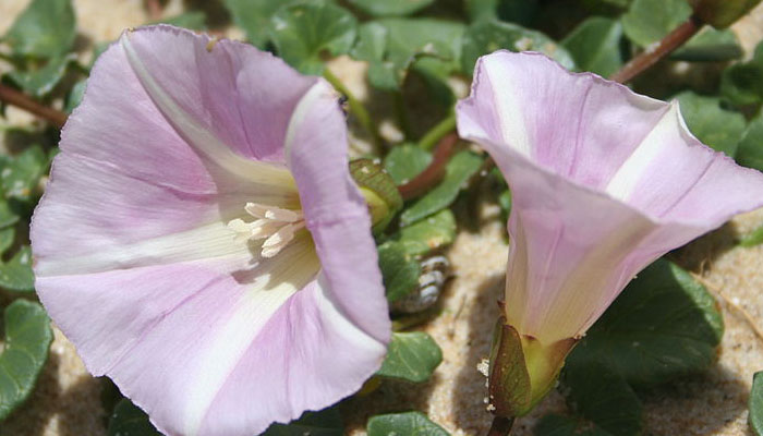 plantas con flores que viven en la playa