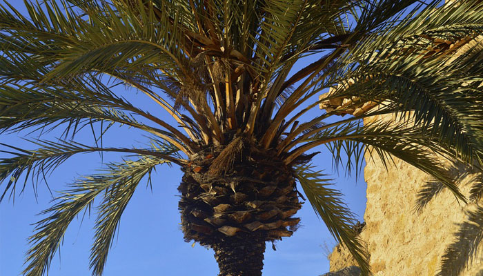 palmera planta que vive en la playa