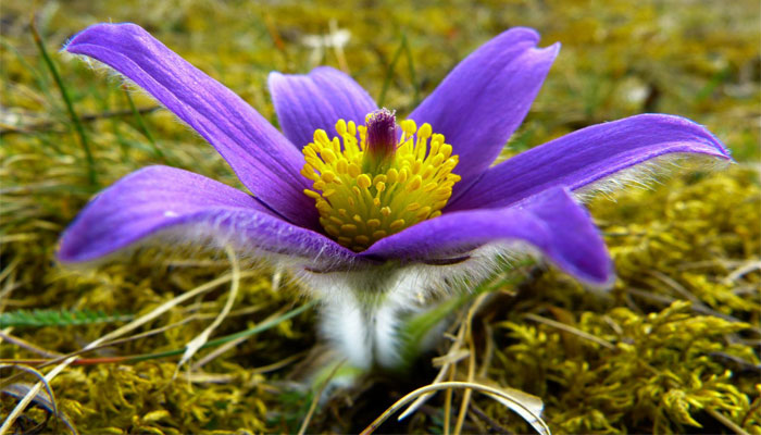 Plantas de tundra