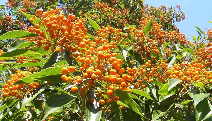 Hoja de diamante