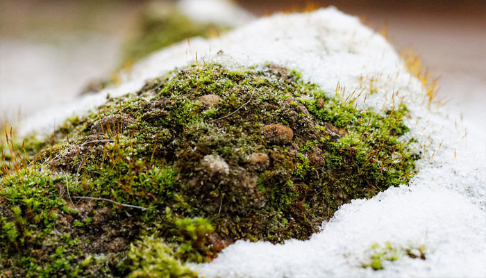 Plantas que hay en la tundra