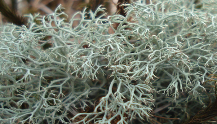 Plantas que viven en la tundra