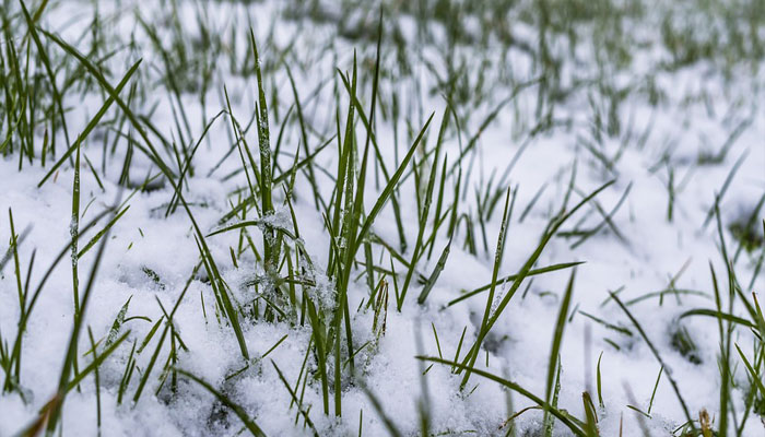 Plantas que viven en la tundra