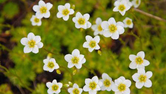 Saxifrage copetudo