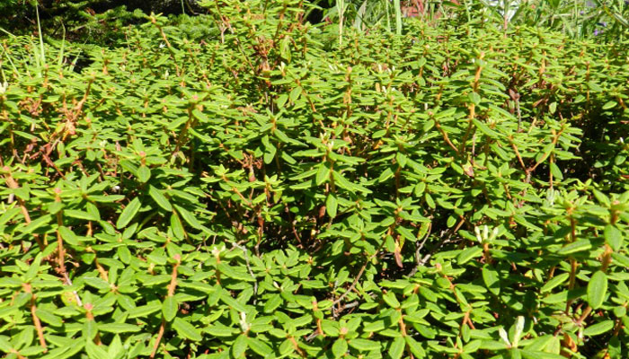 Plantas que habitan en la tundra