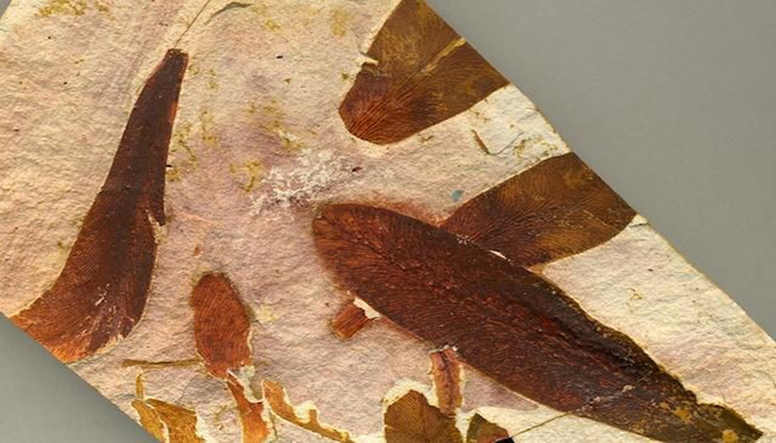 Glossopteris - Hemisferio Sur - 245 MYA