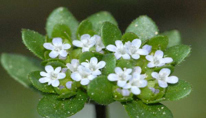 Valerianella affinis