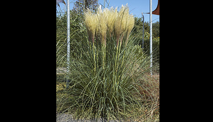 Flor de paja de Hawai Cortaderia_selloana