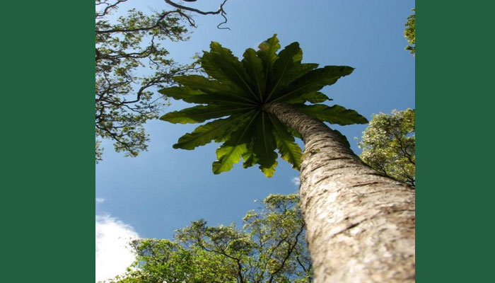 Cyanea superba