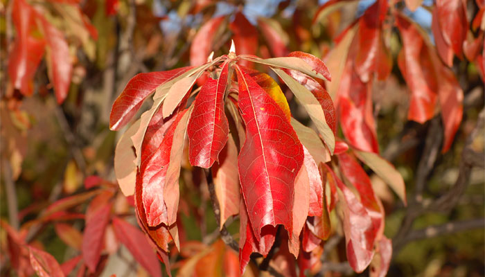 Franklinia alatamaha