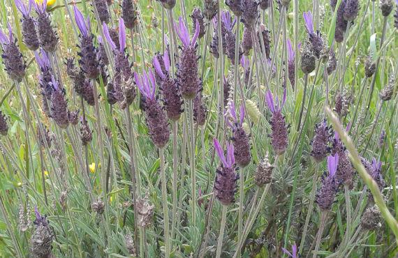 lavanda