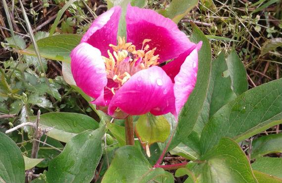 Peonia
